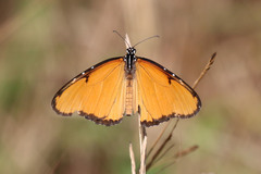 Danaus chrysippus dorippus