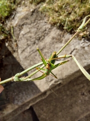 Leptophyes laticauda