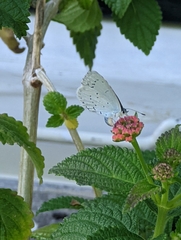 Celastrina argiolus
