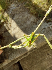 Leptophyes laticauda