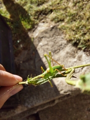 Leptophyes laticauda