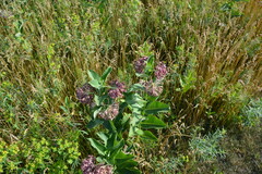 Asclepias speciosa × syriaca