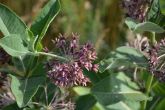 Asclepias speciosa × syriaca