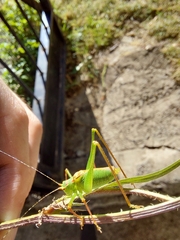 Leptophyes laticauda