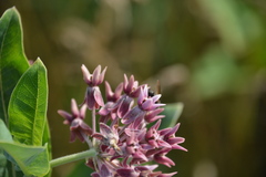 Asclepias speciosa × syriaca