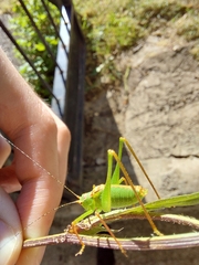 Leptophyes laticauda