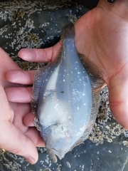 Citharichthys stigmaeus