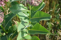 Asclepias speciosa × syriaca