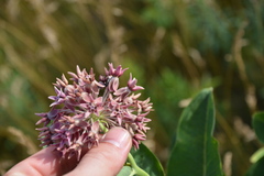 Asclepias speciosa × syriaca