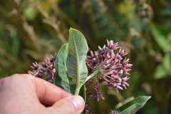 Asclepias speciosa × syriaca