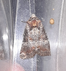 Mesoligia literosa