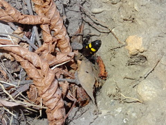 Megascolia maculata flavifrons