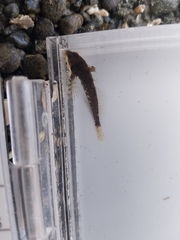 Clinocottus acuticeps