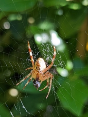 Araneus diadematus