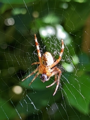 Araneus diadematus
