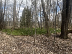 Pachysandra terminalis