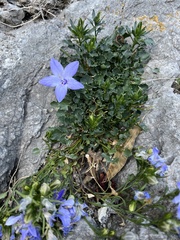 Campanula fragilis