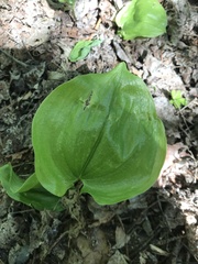 Platanthera orbiculata