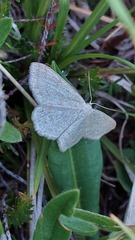 Scopula ternata