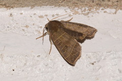 Ipimorpha subtusa