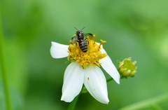 Ceratina fuliginosa
