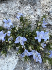 Campanula fragilis