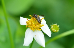 Ceratina fuliginosa