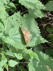 Pararge aegeria