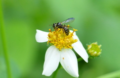 Ceratina fuliginosa