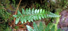 Polystichum piceopaleaceum