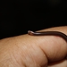 Whitenose Blind Snake - Photo (c) Moises Maure, some rights reserved (CC BY), uploaded by Moises Maure