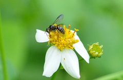 Ceratina fuliginosa