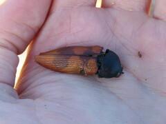 Temognatha bonvouloirii