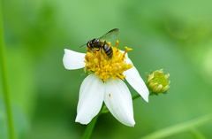 Ceratina fuliginosa