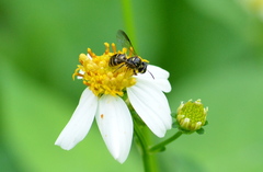 Ceratina fuliginosa