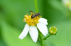 Ceratina fuliginosa