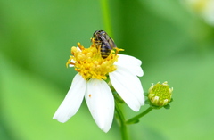 Ceratina fuliginosa