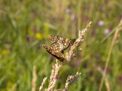 Melitaea britomartis