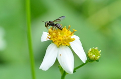 Ceratina fuliginosa