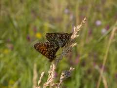 Melitaea britomartis
