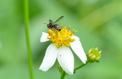 Ceratina fuliginosa
