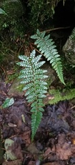 Polystichum piceopaleaceum