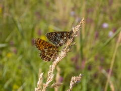 Melitaea britomartis