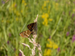 Melitaea britomartis