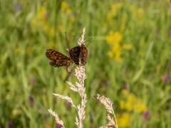 Melitaea britomartis
