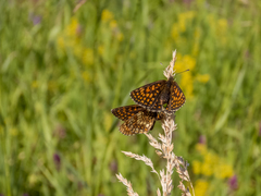 Melitaea britomartis