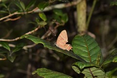 Saribia