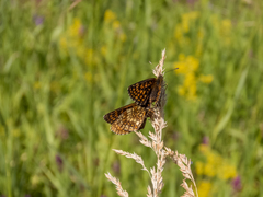 Melitaea britomartis