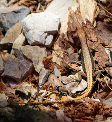 Iberolacerta horvathi