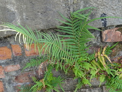 Pteris vittata